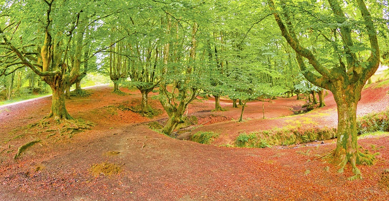 mejores bosques otoño parque gorbeia