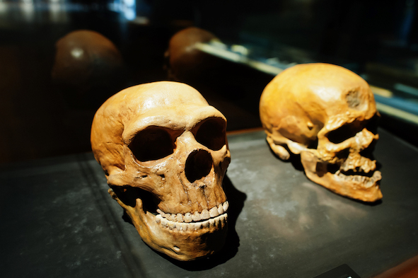 museos desconocidos de españa evolución humana de burgos