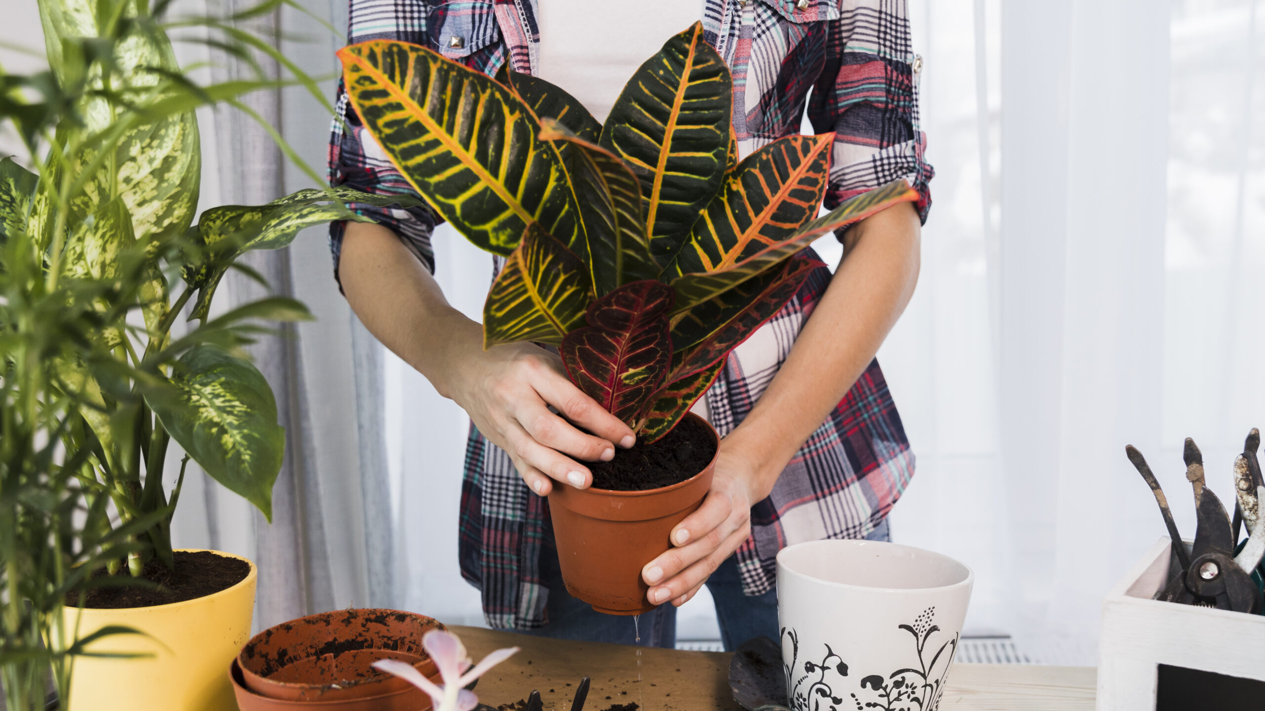 Los Mejores Consejos Para Cuidar Tus Plantas