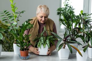 Cómo cuidar plantas de interior sin complicaciones